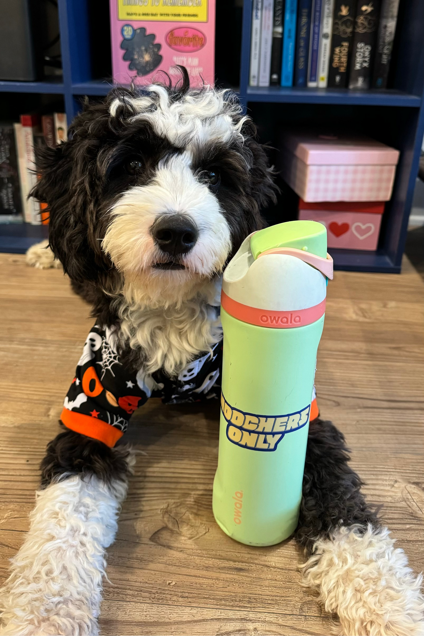 Moochers Only sticker (Yellow)