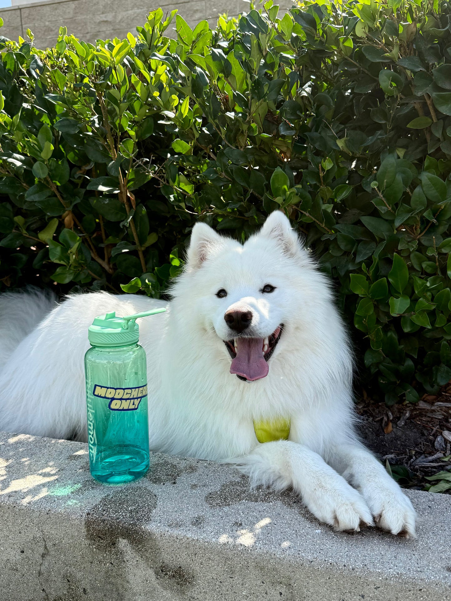 Moochers Only sticker (Yellow)