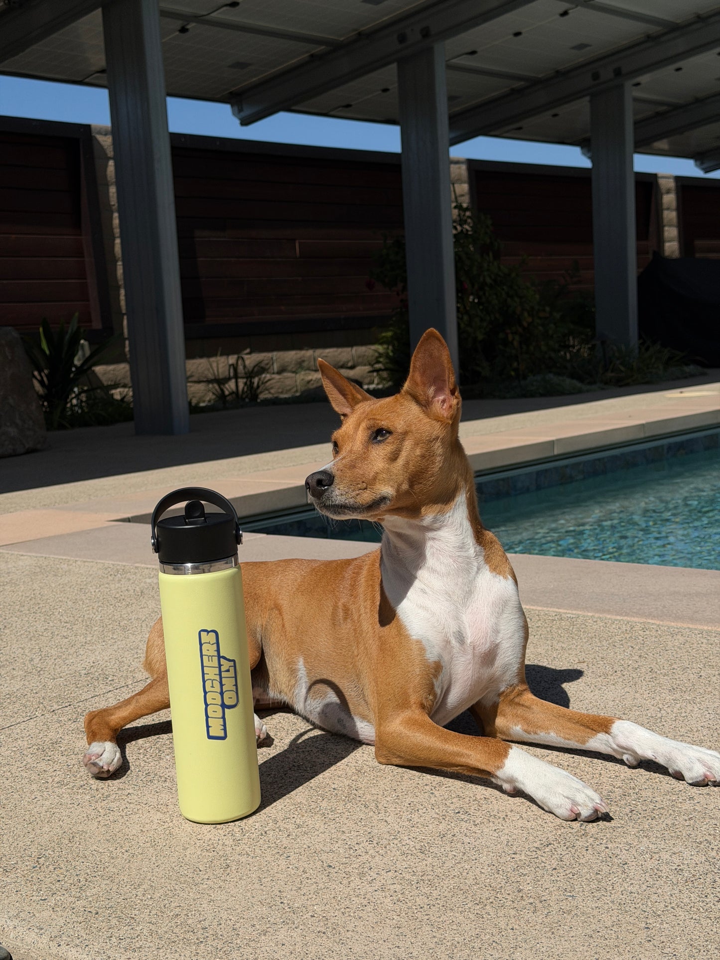 Moochers Only sticker (Yellow)